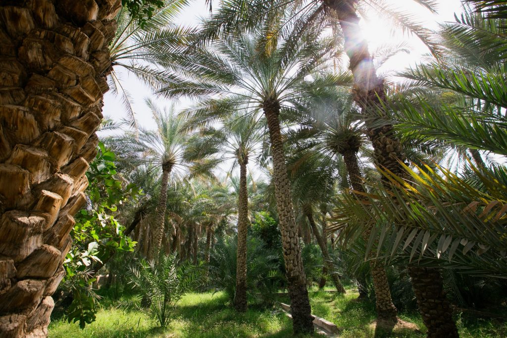 Al Ain Oasis